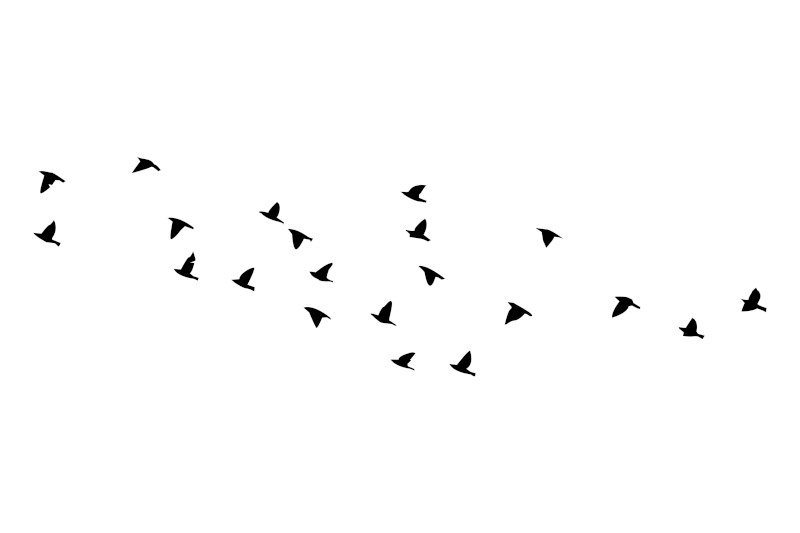 Birds Flying Silhouette